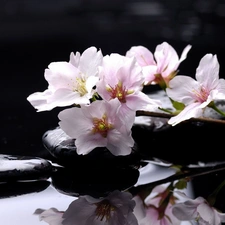 Flowers, Stones, water, Magnolii