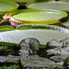 Great, an, water, Leaf