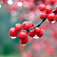 red hot, drops, water, Plant