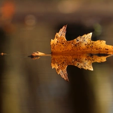 leaf, ##, water, reflection