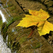 leaf, rock, water, maple