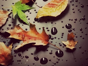 drops, water, Leaf, oak, Yellow