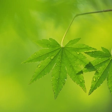 green ones, drops, water, leaves