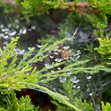 thuja, drops, water, Web