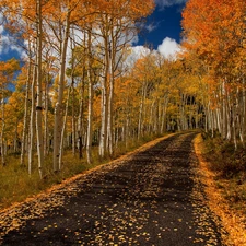 autumn, birch, Way, forest