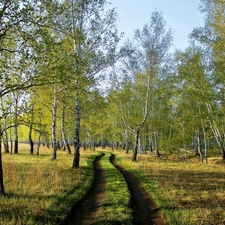 birch, Field, Way, medows