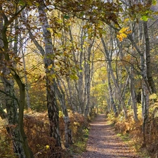 Way, forest, birch