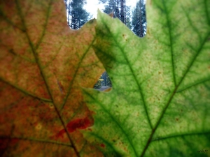 Leaf, Two cars, Way, forest, window, oak