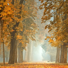 trees, Park, chestnut, Way, autumn, viewes, Fog