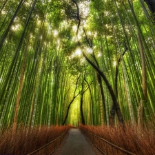 Way, bamboo, forest