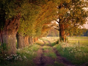 willow, Field, Meadow, Way