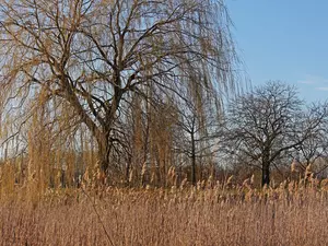 grass, viewes, Golden Weeping Willow, trees