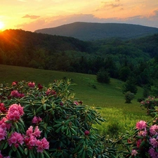 west, The Hills, flourishing, Rhododendrons, sun, woods