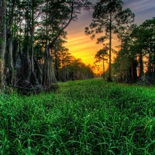 west, sun, forest, grass, Old car