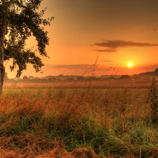 west, sun, Meadow, grass, trees