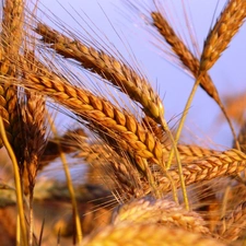 wheat