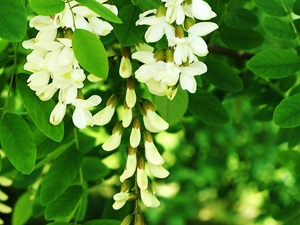 acacia, Flowers, Leaf, White