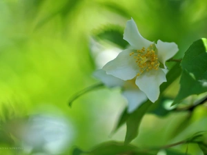 jasmine, White, Colourfull Flowers, Bush