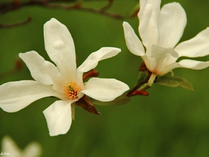 Flowers, Magnolia kobus, White