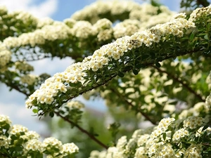 Flowers, twig, Spiraea, White