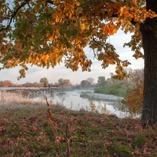 trees, autumn, grass, White frost, oak, River