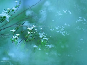 Spiraea, Flowers, Bush, White