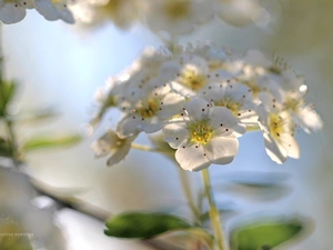 Spiraea, Flowers, Bush, White