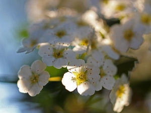 Spiraea, Flowers, Bush, White
