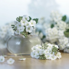Spiraea, Flowers, vase, White