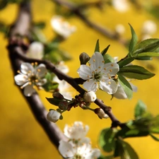 trees, Flowers, White, fruit