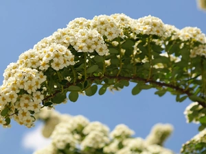 twig, Flowers, Spiraea, White