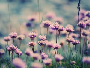 Meadow, Flowers, clover, Wildflowers