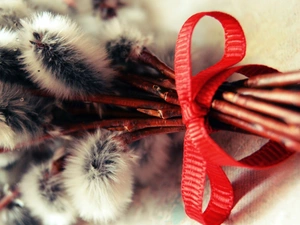 red hot, bow, Willow, database, bouquet