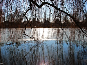 Willow, frozen, lake