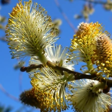 Spring, Blossoming, Willow, twig