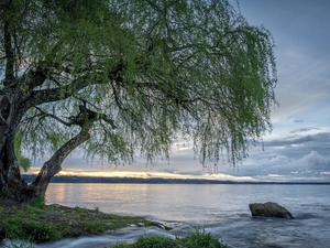 lake, Golden Weeping Willow, Stone, trees