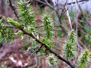 twig, bloom, database, Willow