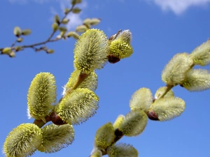 Twigs, Sky, database, Willow