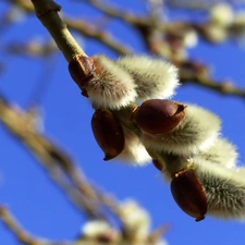 Willow, database, Twigs