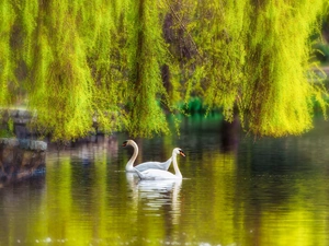 Swan, Park, viewes, Willow, trees, Pond - car