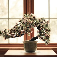 sapling, pot, Window, Bonsai