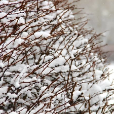 Bush, snow, winter, Spikes