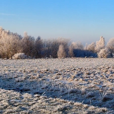 field, viewes, winter, trees