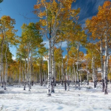 forest, Paths, winter, birch