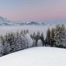 Mountains, snow, winter, Spruces