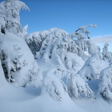 Sky, snow, winter, Spruces