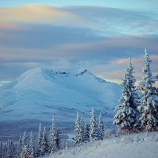 Sky, Spruces, winter, Mountains