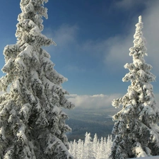 winter, Spruces, snow