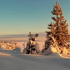 winter, Spruces, snow