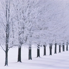 winter, line, trees